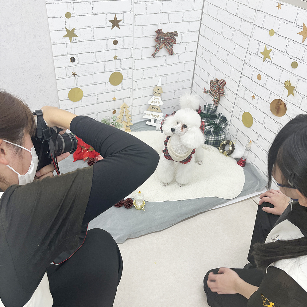 モデル犬の写真撮影会PART②